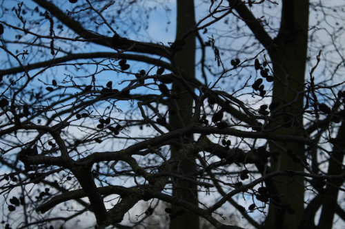 Dark branches